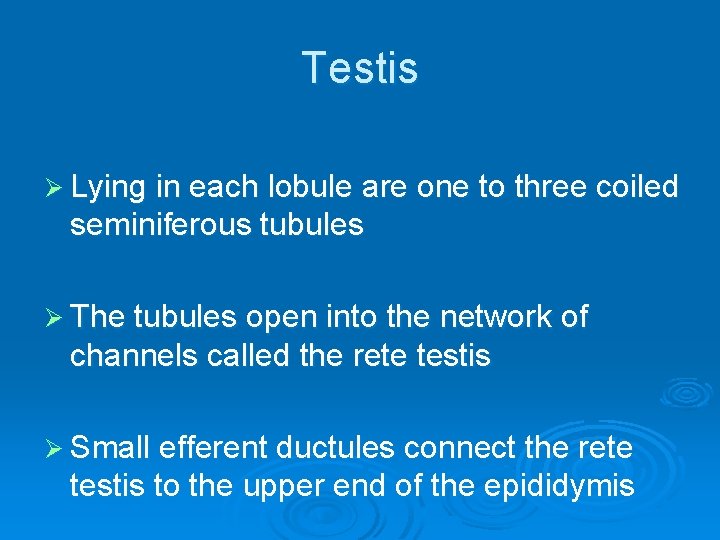 Testis Ø Lying in each lobule are one to three coiled seminiferous tubules Ø