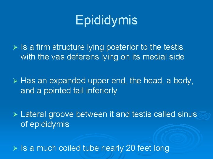 Epididymis Ø Is a firm structure lying posterior to the testis, with the vas