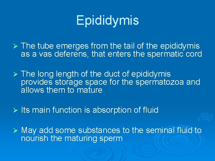 Epididymis Ø The tube emerges from the tail of the epididymis as a vas