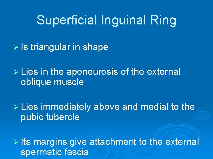 Superficial Inguinal Ring Ø Is triangular in shape Ø Lies in the aponeurosis of