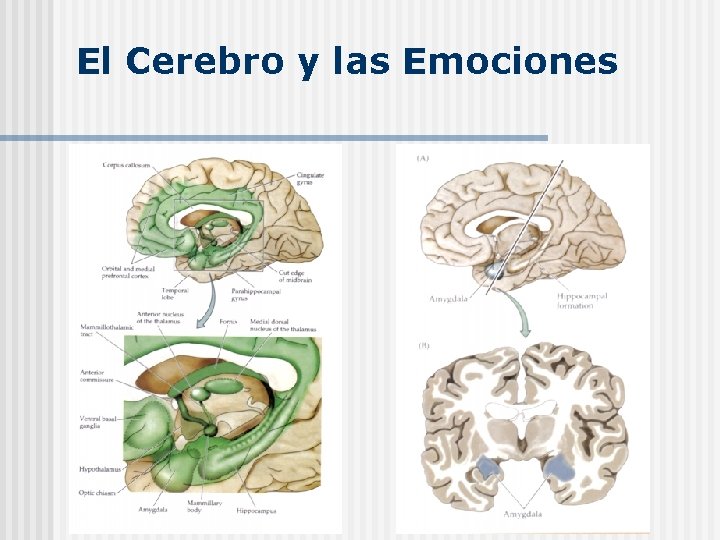 El Cerebro y las Emociones 