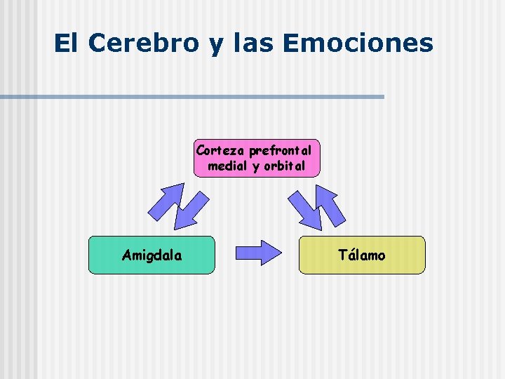 El Cerebro y las Emociones Corteza prefrontal medial y orbital Amigdala Tálamo 