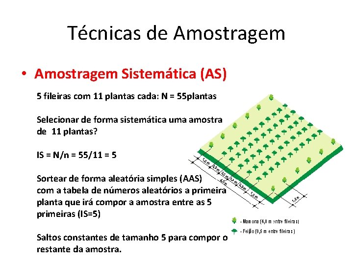 Técnicas de Amostragem • Amostragem Sistemática (AS) 5 fileiras com 11 plantas cada: N Técnicas de Amostragem • Amostragem Sistemática (AS) 5 fileiras com 11 plantas cada: N