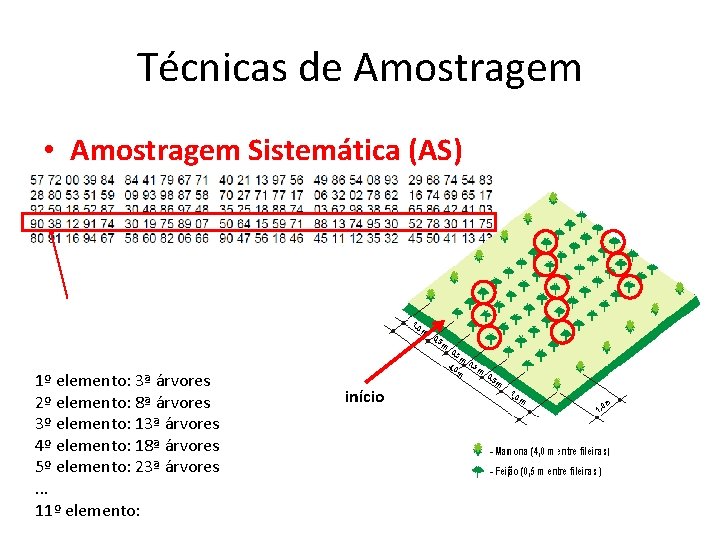 Técnicas de Amostragem • Amostragem Sistemática (AS) 1º elemento: 3ª árvores 2º elemento: 8ª Técnicas de Amostragem • Amostragem Sistemática (AS) 1º elemento: 3ª árvores 2º elemento: 8ª