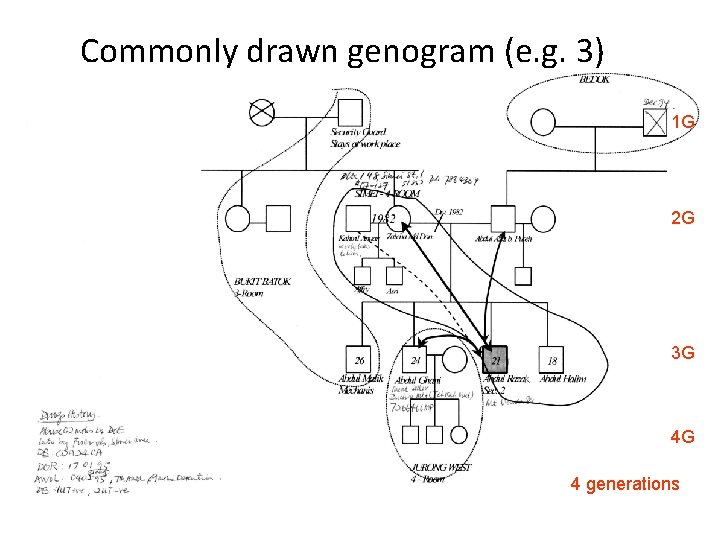 Commonly drawn genogram (e. g. 3) 1 G 2 G 3 G 4 G