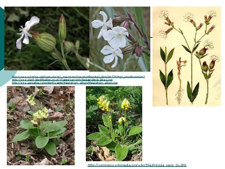 http: //www. e-herbar. net/main. php? g 2_view=core. Download. Item&g 2_item. Id=7762&g 2_serial. Number=2 http: