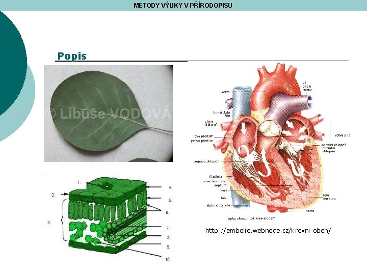 METODY VÝUKY V PŘÍRODOPISU Popis http: //embolie. webnode. cz/krevni-obeh/ 