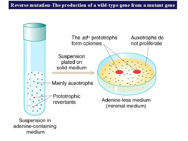 Reverse mutation-The production of a wild-type gene from a mutant gene 