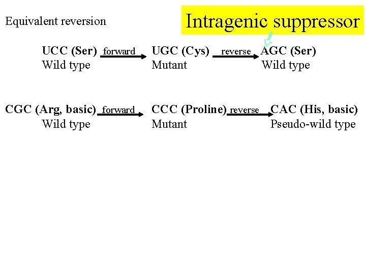 Equivalent reversion UCC (Ser) forward Wild type CGC (Arg, basic) forward Wild type Intragenic