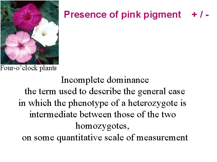 Presence of pink pigment Four-o’clock plants Incomplete dominance the term used to describe the