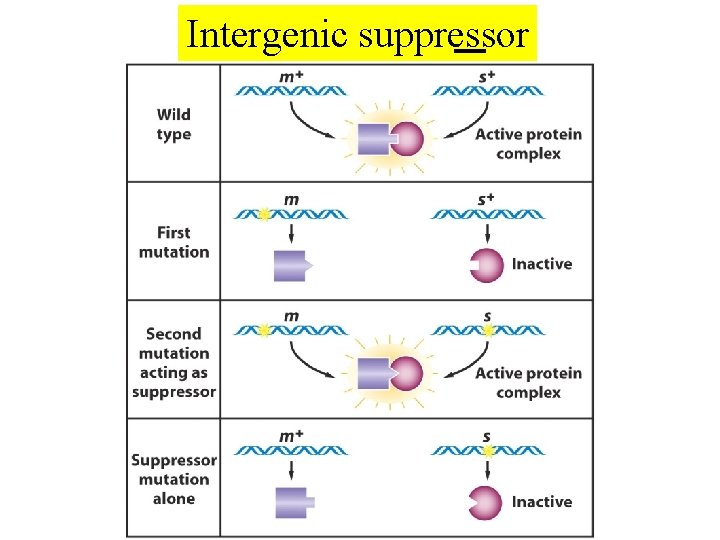 Intergenic suppressor 