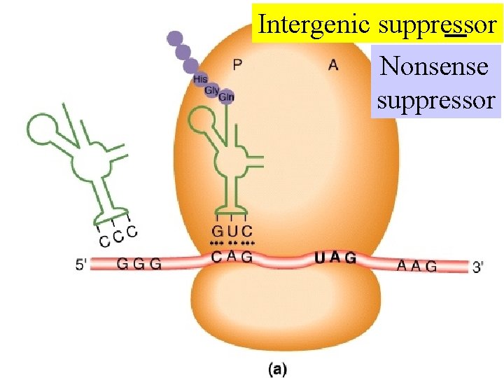 Intergenic suppressor Nonsense suppressor 