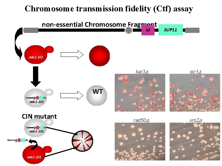 Chromosome transmission fidelity (Ctf) assay non-essential Chromosome Fragment M SUP 11 ade 2 -101