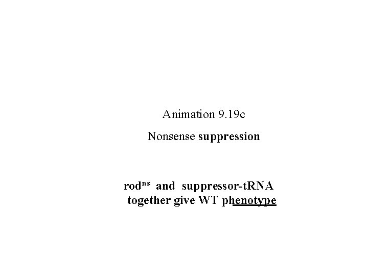 Animation 9. 19 c Nonsense suppression rodns and suppressor-t. RNA together give WT phenotype