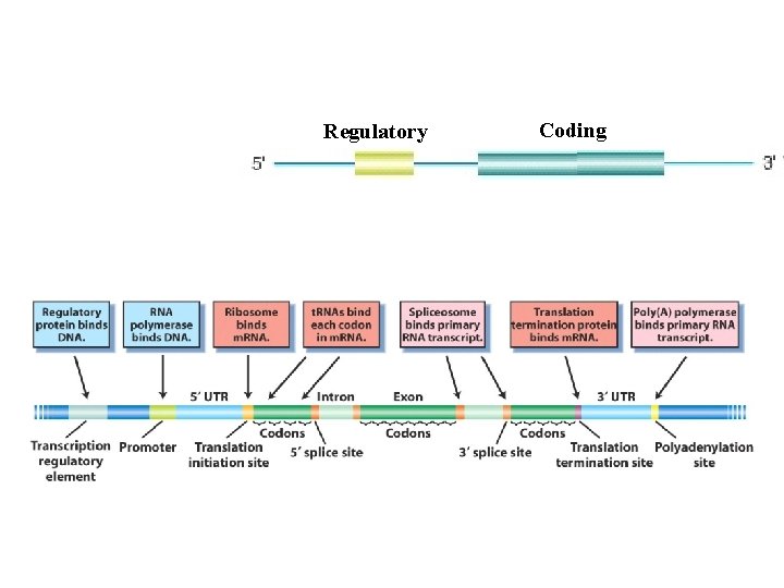 Regulatory Coding Regulatory Coding