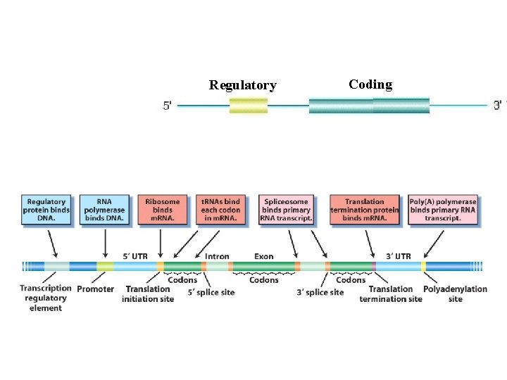 Regulatory Coding 