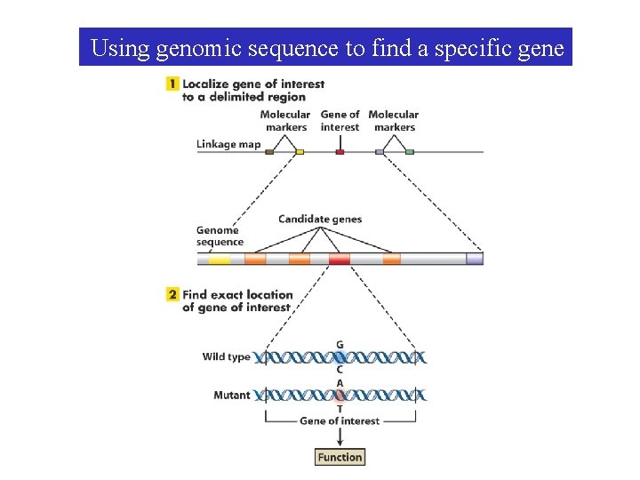 Using genomic sequence to find a specific gene 