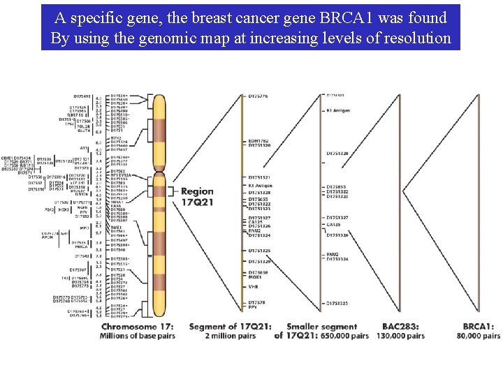 A specific gene, the breast cancer gene BRCA 1 was found By using the