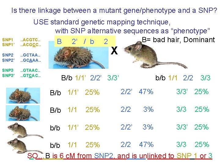 Is there linkage between a mutant gene/phenotype and a SNP? SNP 1’ USE standard