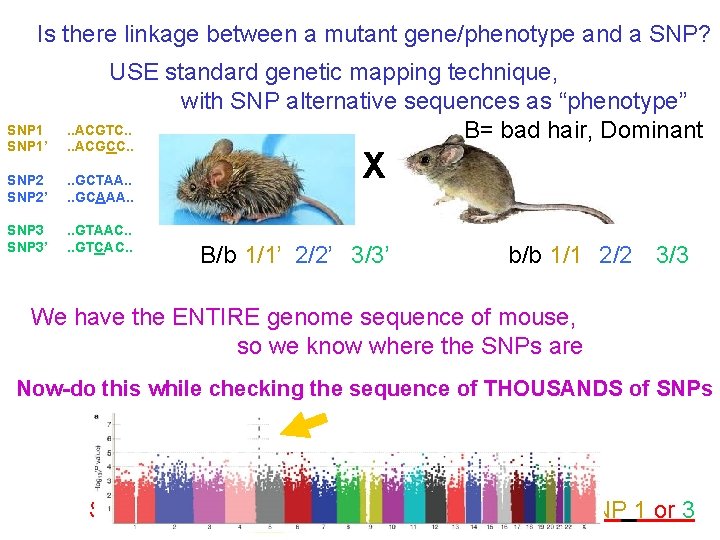 Is there linkage between a mutant gene/phenotype and a SNP? SNP 1’ USE standard