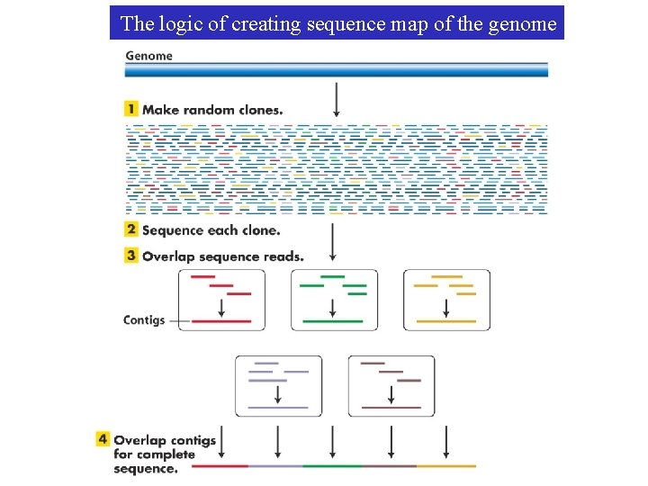 The logic of creating sequence map of the genome 