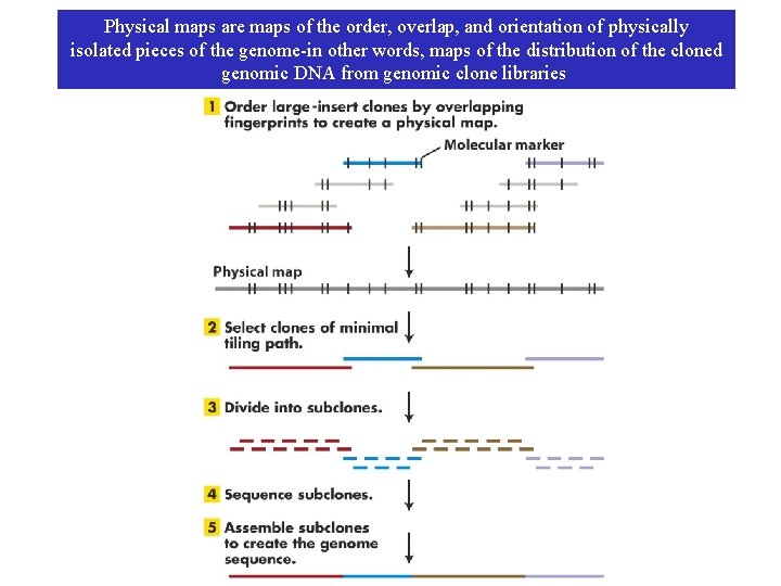 Physical maps are maps of the order, overlap, and orientation of physically isolated pieces