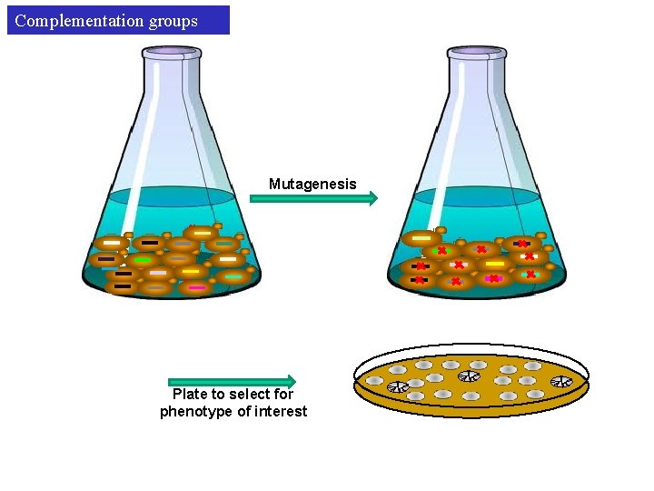 Complementation groups Mutagenesis Plate to select for phenotype of interest 