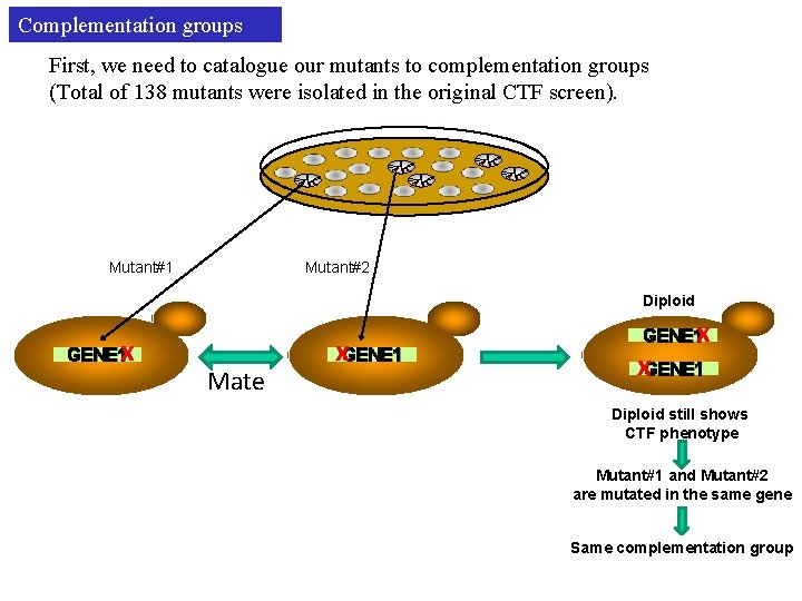 Complementation groups First, we need to catalogue our mutants to complementation groups (Total of