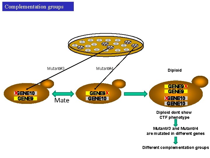Complementation groups Mutant#3 x. GENE 10 GENE 9 Mate Mutant#4 x GENE 9 GENE