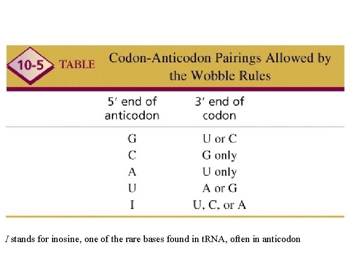 I stands for inosine, one of the rare bases found in t. RNA, often