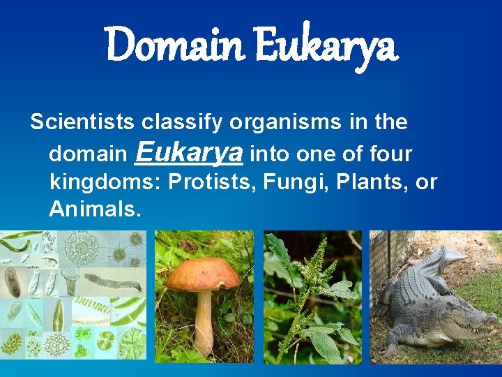 Domain Eukarya Scientists classify organisms in the domain Eukarya into one of four kingdoms: