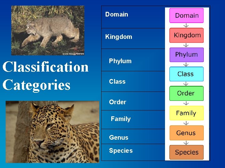 Domain Kingdom Classification Categories Phylum Class Order Family Genus Species 