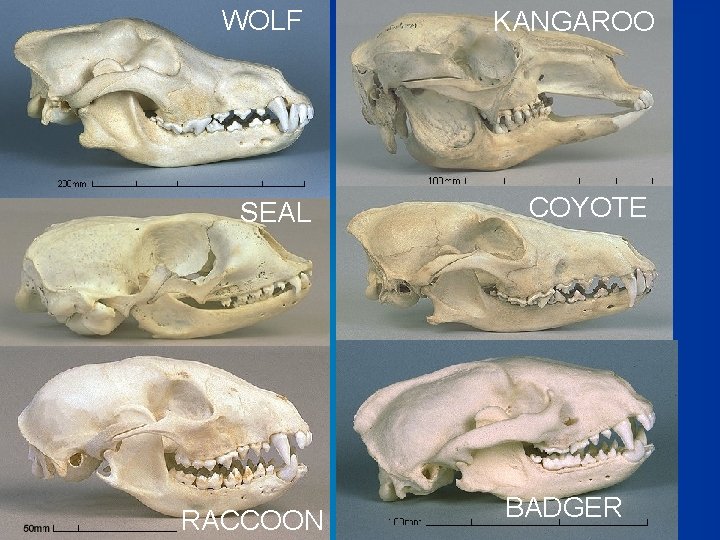WOLF SEAL RACCOON KANGAROO COYOTE BADGER 