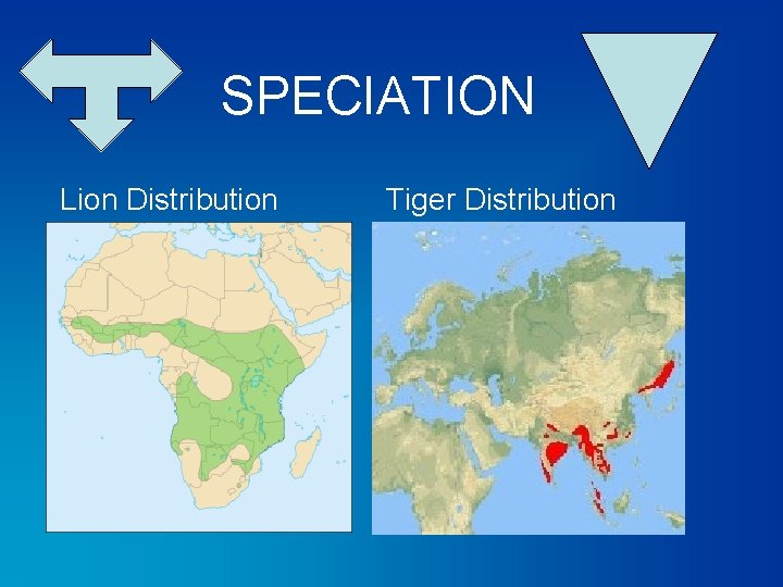 SPECIATION Lion Distribution Tiger Distribution 
