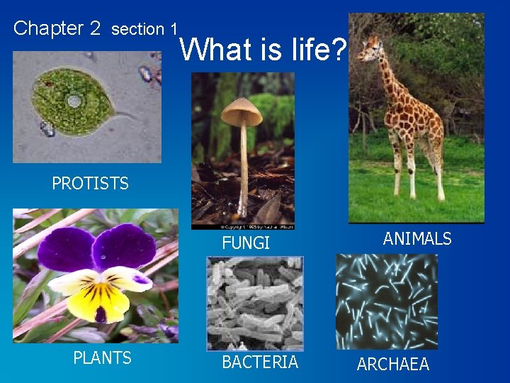Chapter 2 section 1 What is life? PROTISTS FUNGI PLANTS BACTERIA ANIMALS ARCHAEA 