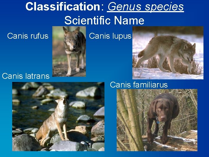 Classification: Genus species Scientific Name Canis rufus Canis latrans Canis lupus Canis familiarus 