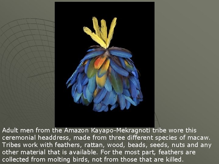 Adult men from the Amazon Kayapo-Mekragnoti tribe wore this ceremonial headdress, made from three