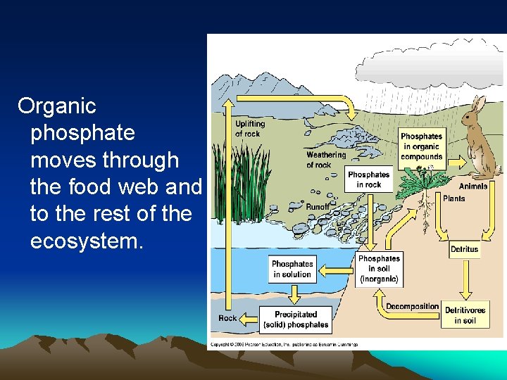 Organic phosphate moves through the food web and to the rest of the ecosystem. Organic phosphate moves through the food web and to the rest of the ecosystem.