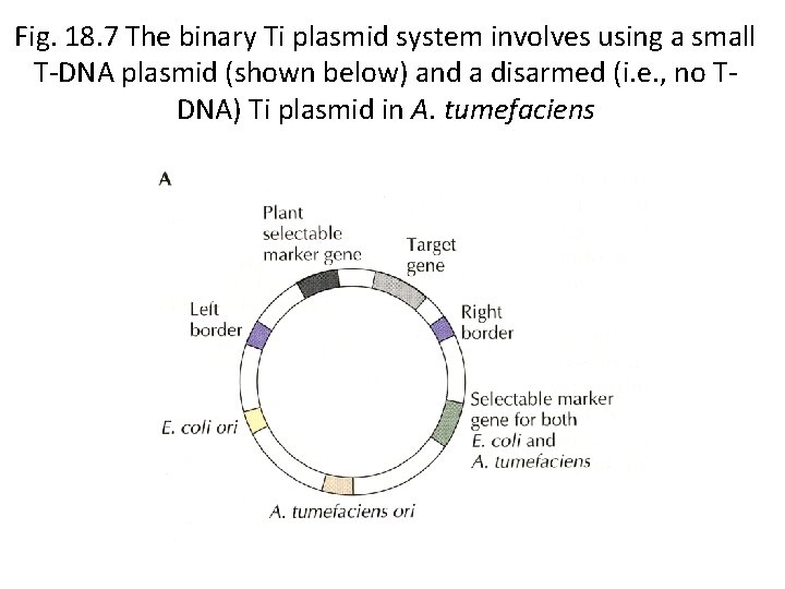 Fig. 18. 7 The binary Ti plasmid system involves using a small T-DNA plasmid