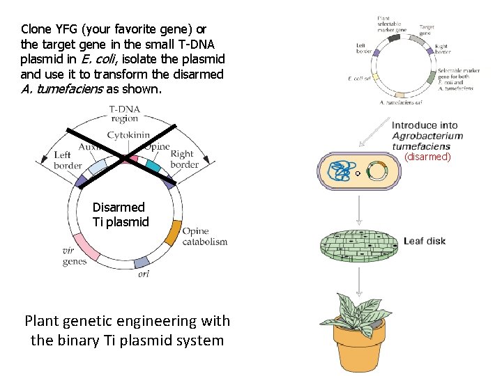 Clone YFG (your favorite gene) or the target gene in the small T-DNA plasmid