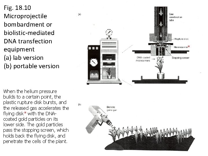 Fig. 18. 10 Microprojectile bombardment or biolistic-mediated DNA transfection equipment (a) lab version (b)