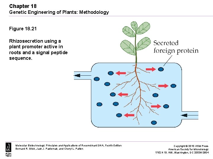 Chapter 18 Genetic Engineering of Plants: Methodology Figure 18. 21 Rhizosecretion using a plant