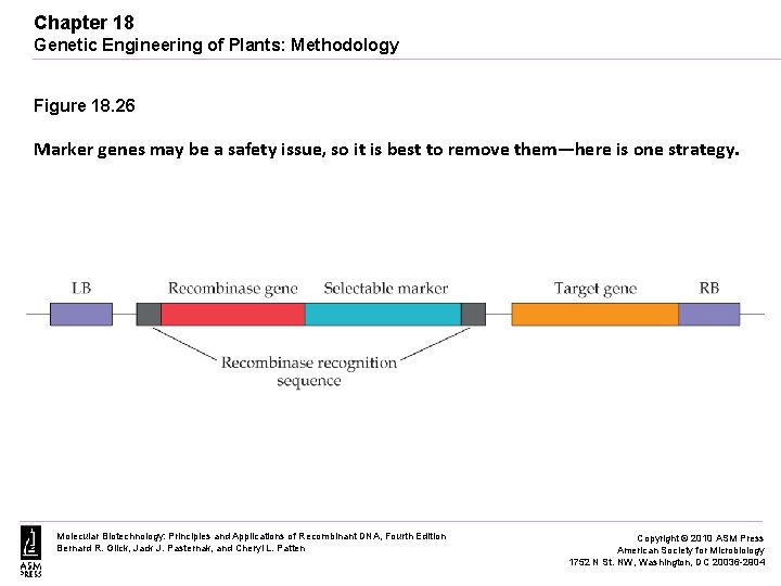 Chapter 18 Genetic Engineering of Plants: Methodology Figure 18. 26 Marker genes may be