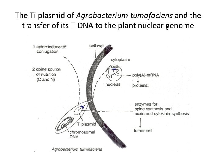 The Ti plasmid of Agrobacterium tumafaciens and the transfer of its T-DNA to the