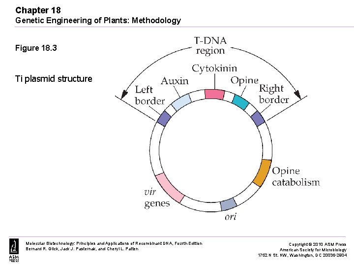 Chapter 18 Genetic Engineering of Plants: Methodology Figure 18. 3 Ti plasmid structure Molecular