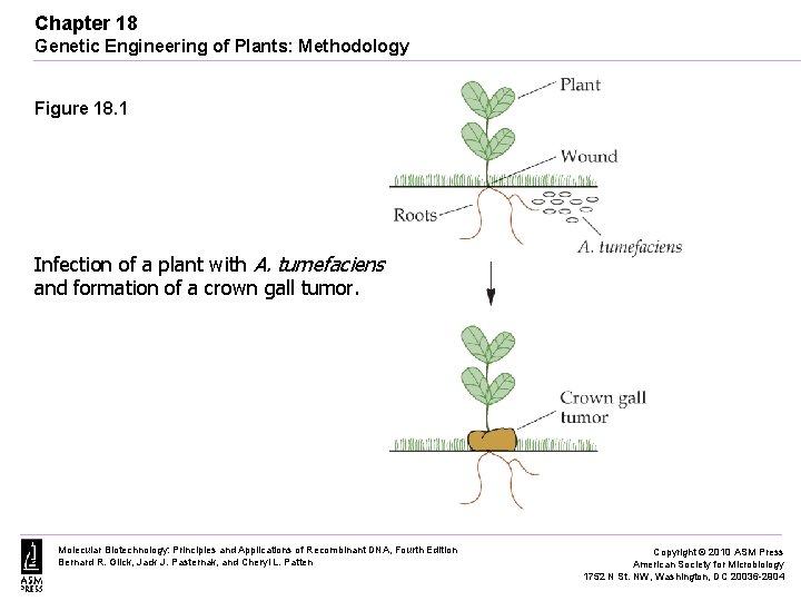 Chapter 18 Genetic Engineering of Plants: Methodology Figure 18. 1 Infection of a plant