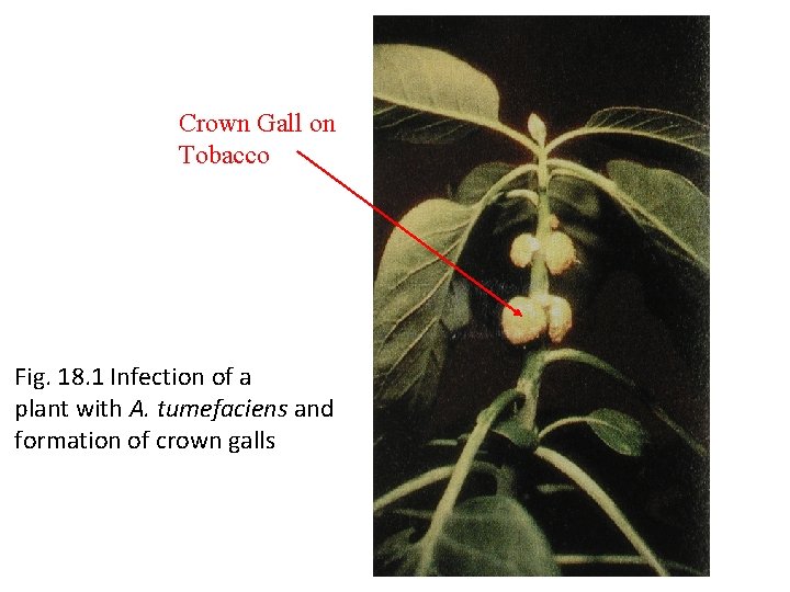 Fig. 28 -27 Crown Gall on Tobacco Fig. 18. 1 Infection of a plant