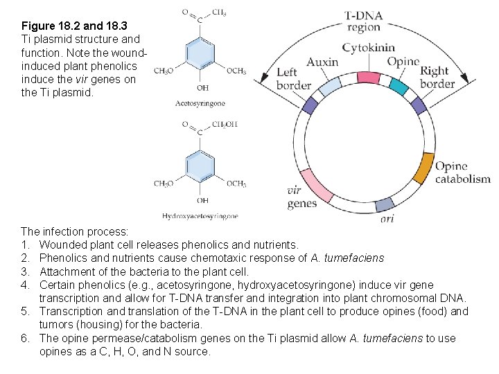 Figure 18. 2 and 18. 3 Ti plasmid structure and function. Note the woundinduced