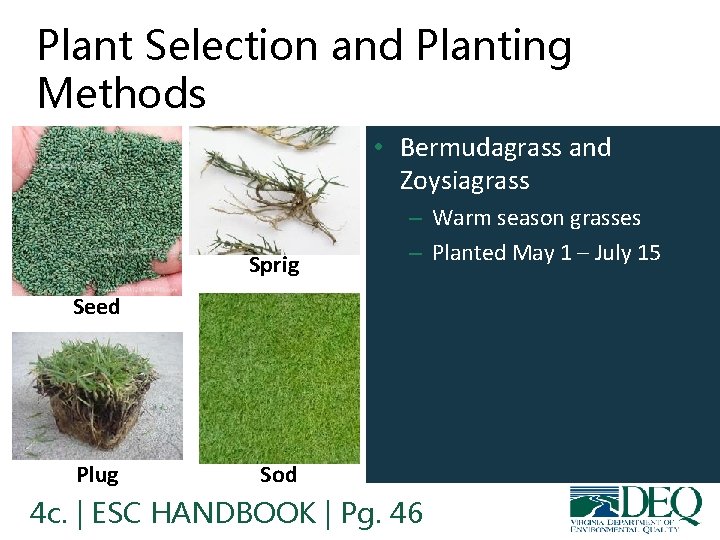 Plant Selection and Planting Methods • Bermudagrass and Zoysiagrass Sprig – Warm season grasses