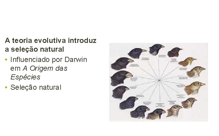 A teoria evolutiva introduz a seleção natural • Influenciado por Darwin em A Origem